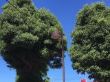 茨城県守谷市　防犯灯LED化工事